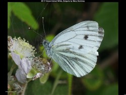 IMG011 (1) (1) (1) (1) (1) (1) (1) (1) (1) (1) (1) (1) (1)