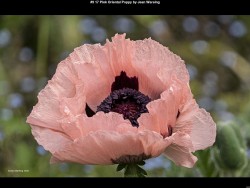 IMG013 (1) (1) (1) (1) (1) (1) (1) (1) (1) (1) (1) (1) (1)