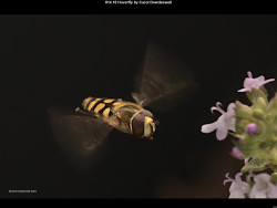 IMG013 (1) (1) (1) (1) (1) (1) (1) (1) (1) (1) (1) (1) (1) (1) (1) (1) (1) (1) (1) (1) (1) (1) (1) (1) (1) (1) (1) (1) (1) (1) (1) (1) (1) (1) (1) (1) (1) (1) (1) (1) (1)