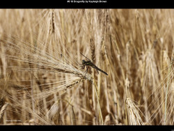 IMG013 (1) (1) (1) (1) (1) (1) (1) (1) (1) (1) (1) (1) (1) (1) (1) (1) (1) (1) (1) (1) (1) (1) (1) (1) (1) (1) (1) (1) (1) (1) (1) (1) (1) (1) (1) (1) (1) (1) (1) (1) (1) (1) (1) (1) (1) (1)