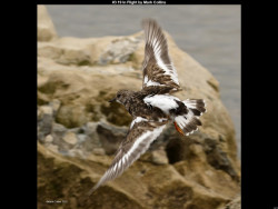 IMG014 (1) (1) (1) (1) (1) (1) (1) (1) (1) (1) (1) (1) (1) (1) (1) (1) (1) (1) (1) (1) (1) (1) (1) (1) (1) (1) (1) (1) (1) (1) (1) (1) (1) (1) (1)