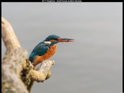 IMG015 (1) (1) (1) (1) (1) (1) (1) (1) (1) (1) (1) (1) (1)