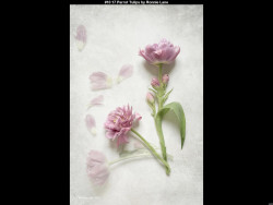 IMG016 (1) (1) (1) (1) (1) (1) (1) (1) (1) (1) (1) (1) (1) (1) (1) (1) (1) (1) (1) (1) (1) (1) (1) (1) (1) (1) (1) (1) (1) (1) (1) (1) (1) (1) (1) (1)