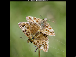 IMG016 (1) (1) (1) (1) (1) (1) (1) (1) (1) (1) (1) (1) (1) (1) (1) (1) (1) (1) (1) (1) (1) (1) (1) (1) (1) (1) (1) (1) (1) (1) (1) (1) (1) (1) (1) (1) (1)