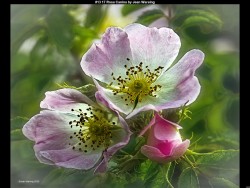 IMG018 (1) (1) (1) (1) (1) (1) (1) (1) (1)