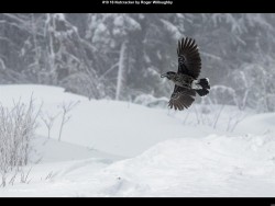 IMG018 (1) (1) (1) (1) (1) (1) (1) (1) (1) (1)