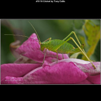 IMG020 (1) (1) (1) (1) (1) (1) (1) (1) (1) (1) (1) (1) (1) (1) (1) (1) (1) (1)