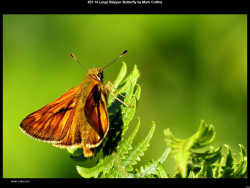 IMG022 (1) (1) (1) (1) (1) (1) (1) (1) (1) (1) (1) (1) (1) (1) (1) (1) (1) (1) (1) (1) (1) (1) (1)