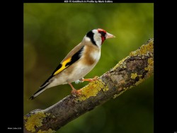 IMG032 (1) (1) (1) (1) (1) (1) (1) (1) (1) (1) (1) (1) (1) (1) (1)