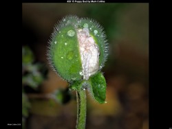 IMG033 (1) (1) (1) (1) (1) (1) (1) (1) (1) (1) (1) (1) (1) (1) (1)