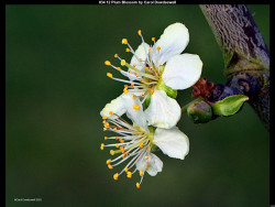 IMG033 (1) (1) (1) (1) (1) (1) (1) (1) (1) (1) (1) (1) (1) (1) (1) (1) (1) (1) (1) (1) (1) (1) (1)