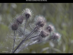 IMG033 (1) (1) (1) (1) (1) (1) (1) (1) (1) (1) (1) (1) (1) (1) (1) (1) (1) (1) (1) (1) (1) (1) (1) (1) (1)