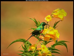 IMG036 (1) (1) (1) (1) (1) (1) (1) (1)