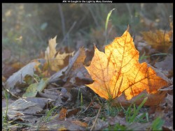 IMG036 (1) (1) (1) (1) (1) (1) (1) (1) (1) (1) (1) (1)