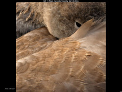 IMG037 (1) (1) (1) (1) (1) (1) (1) (1) (1) (1) (1) (1) (1) (1) (1) (1)