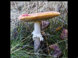 IMG041 (1) (1) (1) (1) (1) (1)