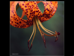 IMG041 (1) (1) (1) (1) (1) (1) (1) (1) (1) (1) (1) (1) (1) (1) (1) (1) (1) (1)