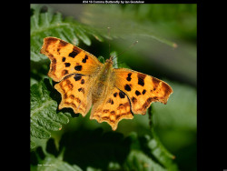 IMG045 (1) (1) (1) (1) (1) (1) (1) (1) (1) (1) (1) (1) (1) (1) (1)