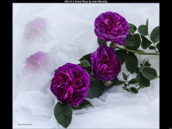 IMG045 (1) (1) (1) (1) (1) (1) (1) (1) (1) (1) (1) (1) (1) (1) (1) (1) (1) (1) (1) (1) (1)