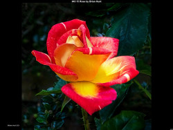 IMG046 (1) (1) (1) (1) (1) (1) (1)