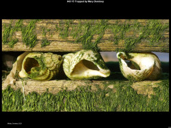 IMG047 (1) (1) (1) (1) (1) (1) (1) (1)