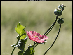 IMG049 (1) (1) (1) (1) (1) (1) (1) (1) (1) (1) (1) (1) (1) (1) (1) (1) (1)