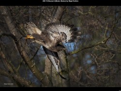 IMG051 (1) (1) (1) (1) (1)