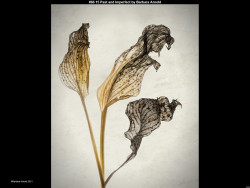 IMG075 (1) (1) (1) (1)