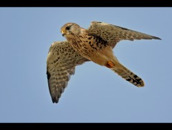 J-Kestrel Hunting