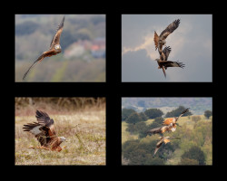 J-Mark-Glenister-Red-Kites
