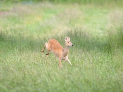 J-Chinese Water Deer