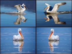 K-DALMATIAN PELICANS