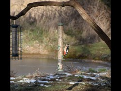 K-RSPB, Sandy - Great Spotted Woodpecker