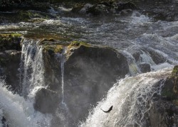 K-Salmon Making the Leap