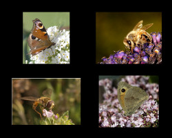 L-Carol-Dowdeswell-Pollinators