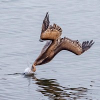 M-Brown Pelican Impact