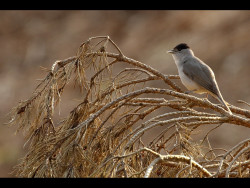 Male-Blackcap-Singing