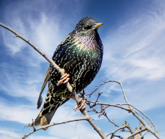 Male-Starling