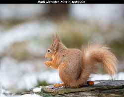 Red Squirrel