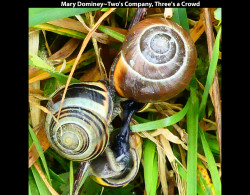 Mary-DomineyTwos-Company-Threes-a-Crowd