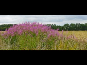 Mary Dominey - Burwash Meadow