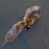 N-A Coypu Greeting, River Vltava