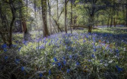 N-Bluebells Everton Rd