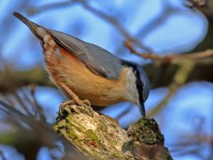 Nuthatch