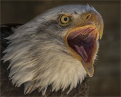 O-Bald Eagle