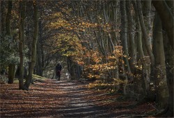 O-Dog Walker Coopers Hill Ampthill