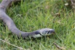 P-Grass Snake at Summer Leys