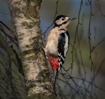 P-RSPB Sandy Great Spotted Woodpecker (Dendrocopos Major)