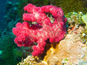 Palau (Pacific) Soft Coral