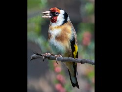 Q-Goldfinch